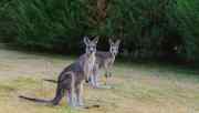 1139_kangaroos_gipsy_point.jpg