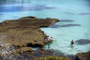 109533 mangroves water