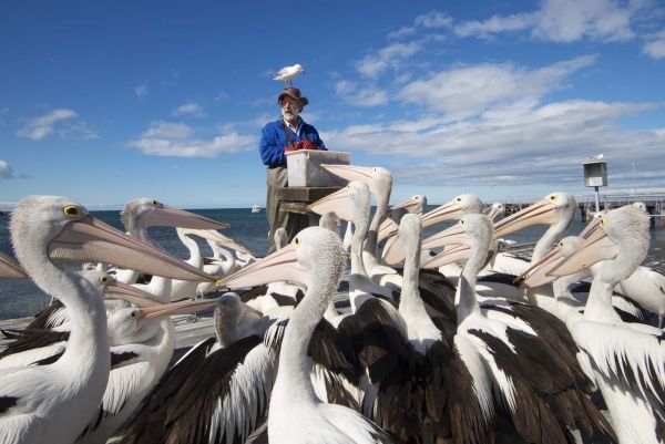 121041 - pelicans